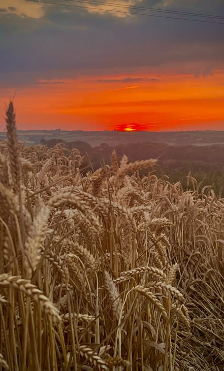 Cereal and Sunset Sunset over a field of golden wheat, with vibrant orange and purple skies.