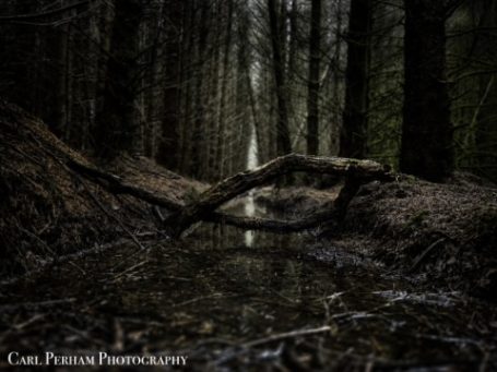 Solitude - Powler Piece Dark forest scene with a narrow waterlogged path and reflections among trees.