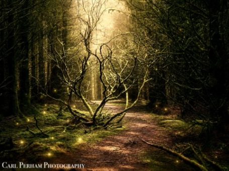 The Fairy Tree - Powler Piece A sunlit forest path surrounded by trees and glowing fireflies.